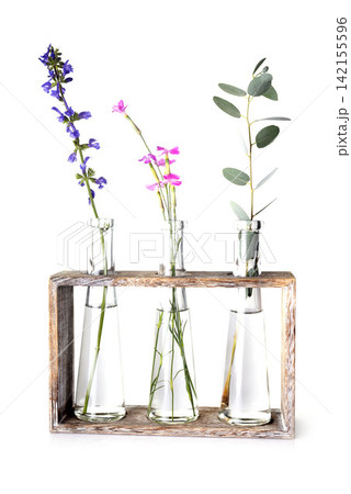 plant in test tube plant in test tube 142155596