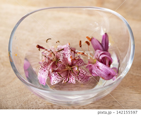 plant tincture in studio 142155597
