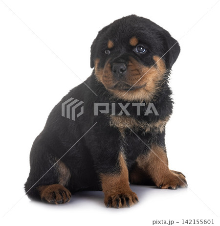 puppy rottweiler in studio 142155601