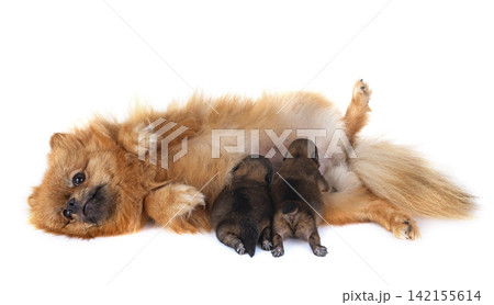 puppies pomeranian and mother puppies pomeranian and mother 142155614