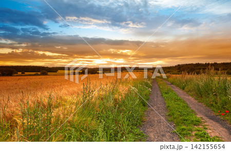 Field, countryside and outdoor with sunset, environment and nature with a dirt road and adventure with leaves. Path, clouds and growth with landscape and summer with agriculture, journey and plants Field, countryside and outdoor with sunset, environment and nature with a dirt road and adventure with leaves. Path, clouds and growth with landscape and summer with agriculture, journey and plants 142155654