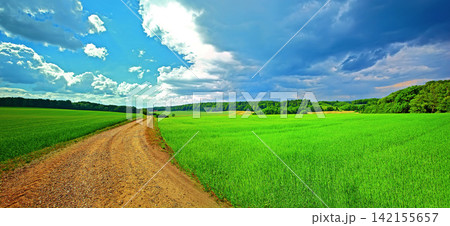 Farmland, road and trees with grass in environment for conservation, travel or roadtrip and landscape. Grassland, street or cornfield with field, sustainability or ecosystem for countryside adventure 142155657