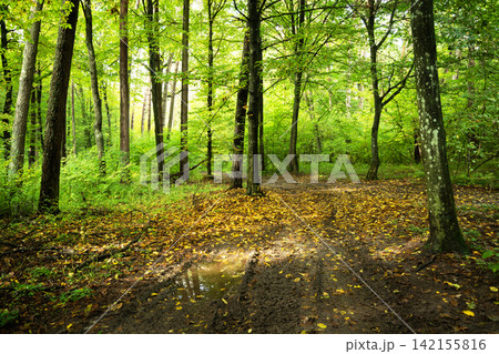 The first yellow leaves in the green forest 142155816