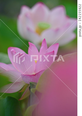 臼杵石仏の池に咲くハスの花 臼杵石仏の池に咲くハスの花 142155922