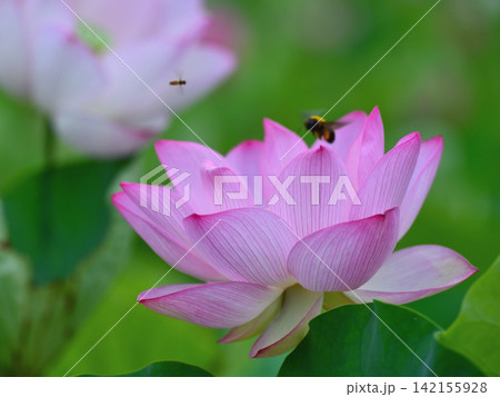 臼杵石仏の池に咲くハスの花 臼杵石仏の池に咲くハスの花 142155928