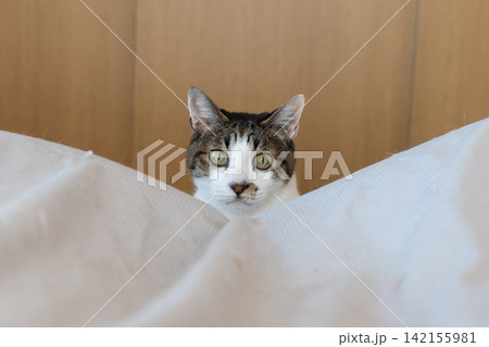 ちょこんと顔を出す可愛い猫 キジトラ猫 ちょこんと顔を出す可愛い猫 キジトラ猫 142155981