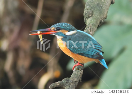 小魚を捕らえたカワセミ 水辺の野鳥 小魚を捕らえたカワセミ 水辺の野鳥 142156128