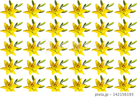 Summer pattern of yellow green lily flower on white Summer pattern of yellow green lily flower on white 142156193