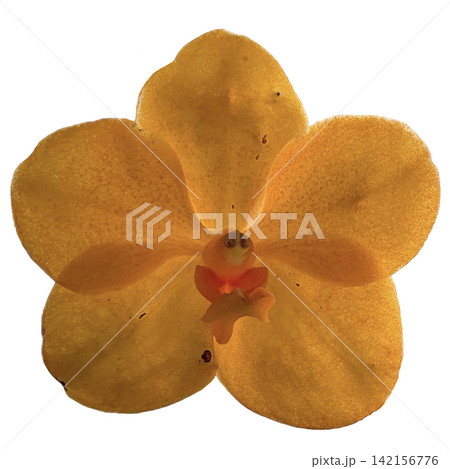 orchid isolated on white background orchid isolated on white background 142156776