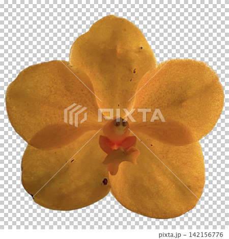 orchid isolated on white background orchid isolated on white background 142156776