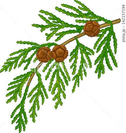 Cypress Branch Colored Detailed Illustration Cypress Branch Colored Detailed Illustration 142157194