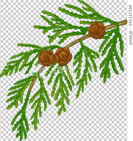 Cypress Branch Colored Detailed Illustration Cypress Branch Colored Detailed Illustration 142157194