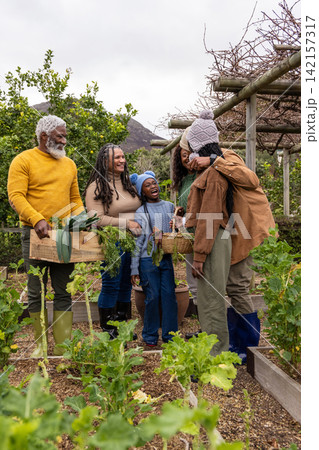 African American family harvesting greens in home garden, holding crate and baskets, wearing boots African American family harvesting greens in home garden, holding crate and baskets, wearing boots 142157317