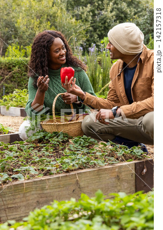 African American couple kneeling in raised garden bed harvesting red pepper, holding wicker basket African American couple kneeling in raised garden bed harvesting red pepper, holding wicker basket 142157318
