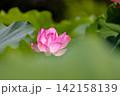 夏の季節イメージ：ピンクの蓮の花 142158139