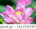夏の季節イメージ：ピンクの蓮の花 142158140