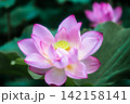 夏の季節イメージ：ピンクの蓮の花 142158141