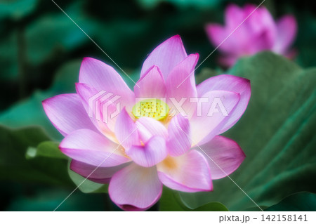 夏の季節イメージ:ピンクの蓮の花 夏の季節イメージ:ピンクの蓮の花 142158141