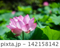 夏の季節イメージ：ピンクの蓮の花 142158142