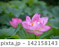 夏の季節イメージ：ピンクの蓮の花 142158143