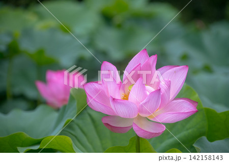 夏の季節イメージ：ピンクの蓮の花 142158143