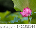 夏の季節イメージ：ピンクの蓮の花 142158144