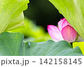 夏の季節イメージ：ピンクの蓮の花 142158145