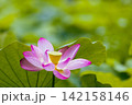夏の季節イメージ：ピンクの蓮の花 142158146