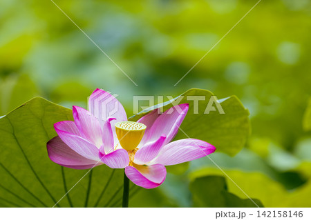 夏の季節イメージ:ピンクの蓮の花 夏の季節イメージ:ピンクの蓮の花 142158146