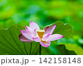 夏の季節イメージ：ピンクの蓮の花 142158148