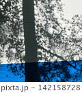 Shadows of Tree Branches on Blue and White Painted Wall 142158728
