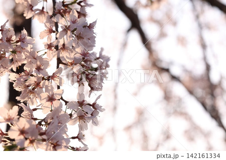 桜の花のある風景 桜の花のある風景 142161334