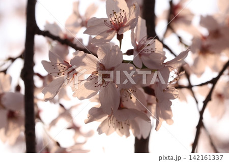 桜の花のある風景 桜の花のある風景 142161337