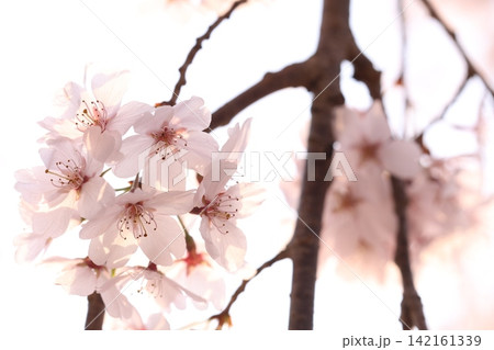 桜の花のある風景 桜の花のある風景 142161339