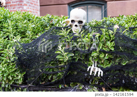 Day of dead. Dead Halloween skeleton. Trick or treat. Celebrate All Hallows party holiday. All Hallows. November holiday. Halloween skeleton outdoor. Happy Halloween. Spooky skull of skeleton Day of dead. Dead Halloween skeleton. Trick or treat. Celebrate All Hallows party holiday. All Hallows. November holiday. Halloween skeleton outdoor. Happy Halloween. Spooky skull of skeleton 142161594