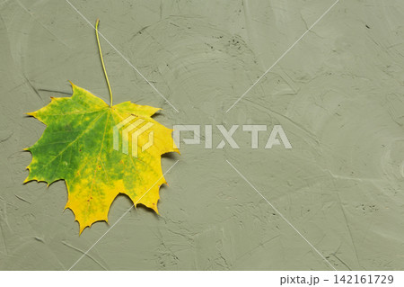Autumn maple leaf on olive green plastered surface with copy space. Fall background flat lay top view Autumn maple leaf on olive green plastered surface with copy space. Fall background flat lay top view 142161729