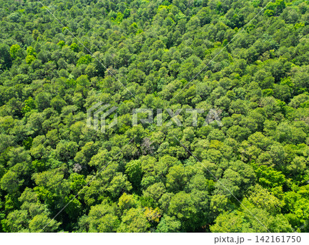 Aerial view green forest woods landscape in spring. Nature aerial view. Landscape of green forest. Summer forest. Scenic landscape of woodland. Aerial view of the forest. Breathtaking views 142161750