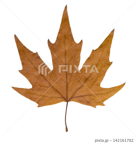 Dry autumn plane tree leaf isolated on white background. Sycamore leaf macro flat lay close up Dry autumn plane tree leaf isolated on white background. Sycamore leaf macro flat lay close up 142161782