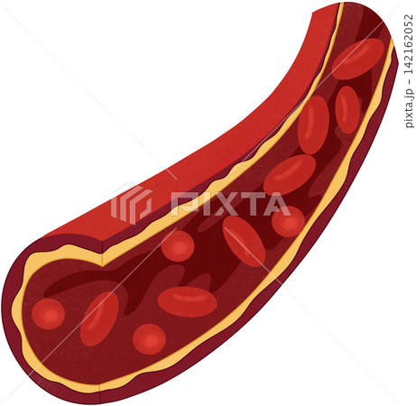 red blood cells in the blood vessel red blood cells in the blood vessel 142162052
