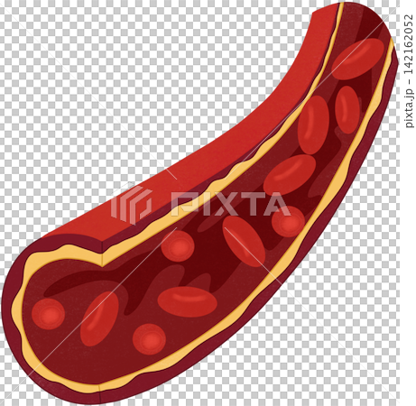 red blood cells in the blood vessel red blood cells in the blood vessel 142162052