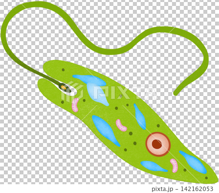 green euglena illustration green euglena illustration 142162053
