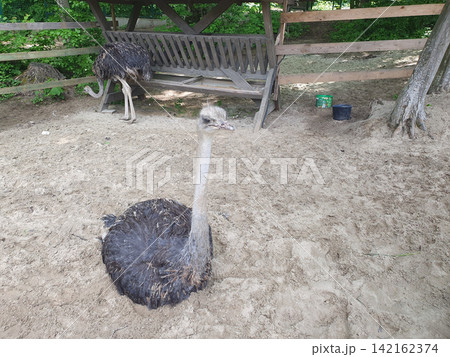 A large ostrich sits on the sand in an ostrich farm enclosure, its neck outstretched. Another ostrich is visible in the background A large ostrich sits on the sand in an ostrich farm enclosure, its neck outstretched. Another ostrich is visible in the background 142162374