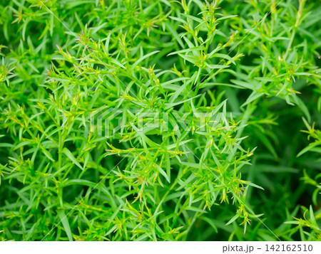 Close-up texture of vibrant green needle-like leaves and small buds growing densely on a lush garden bush. Close-up texture of vibrant green needle-like leaves and small buds growing densely on a lush garden bush. 142162510