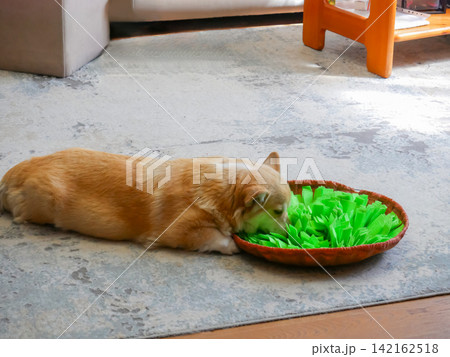 Pembroke Welsh Corgi dog eating treats from a green fabric snuffle mat on a rug. Domestic pet enrichment and interactive puzzle feeder for mental stimulation at home indoors. 142162518