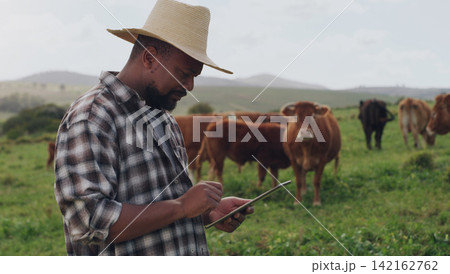 Black man, farmer and cows with tablet in agriculture, production or monitoring natural growth in countryside. African male person or farming business with technology, livestock or cattle on farmland 142162762
