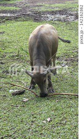 Water Buffalo Chewing on Stick in Grassy Enclosure at Zoo  142162862