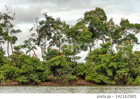 Scarlet ibis flying back home to their sleeping place, Revoada dos guaras on the Delta of the Parnaiba River in Brazil Scarlet ibis flying back home to their sleeping place, Revoada dos guaras on the Delta of the Parnaiba River in Brazil 142162985