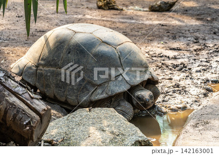 Aldabra giant tortoise, Curieuse Marine National Park, Curieuse, Seychelles 142163001