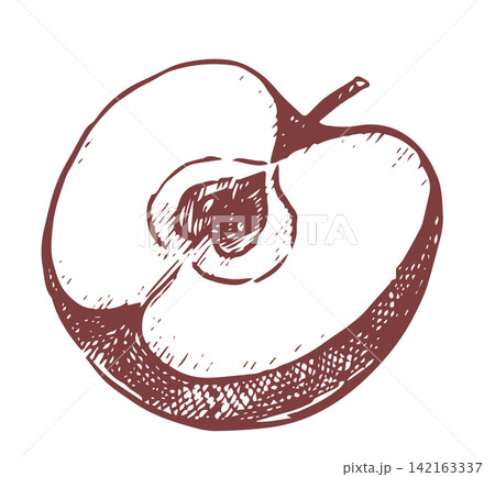 Half an apple, vintage vector illustration, hand-drawn sketch. 142163337