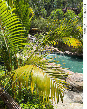 Lush palm leaves framing a turquoise resort pool Lush palm leaves framing a turquoise resort pool 142163381